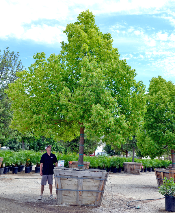 Camphor Tree