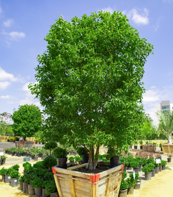Majestic Ash Tree