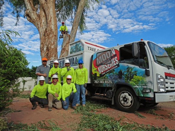 NV Tree Care