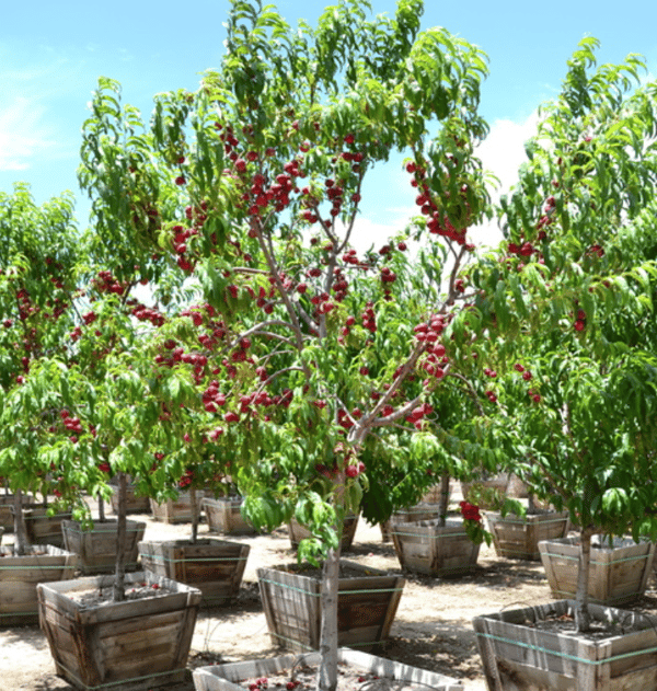 Nectarine Tree