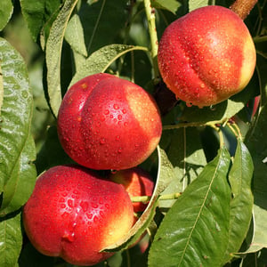 Nectarine on Tree