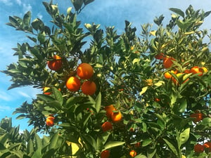 Oranges on tree-2