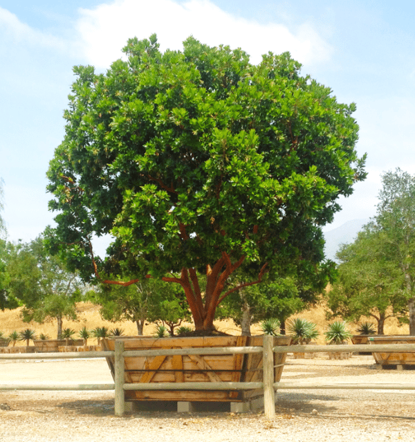 Strawberry Tree-1