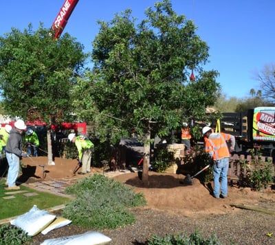 az brazilian pepper planting