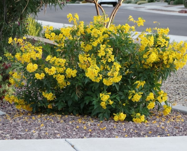 az yellow bells