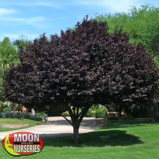 purple leaf plum tree in yard, moon valley nurseries trees