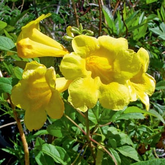 AZ yellow bells better