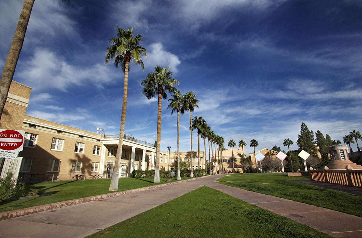 5 Tips for Caring for Palm Trees in Arizona
