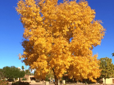 Arizona Ash fall color golden leaves