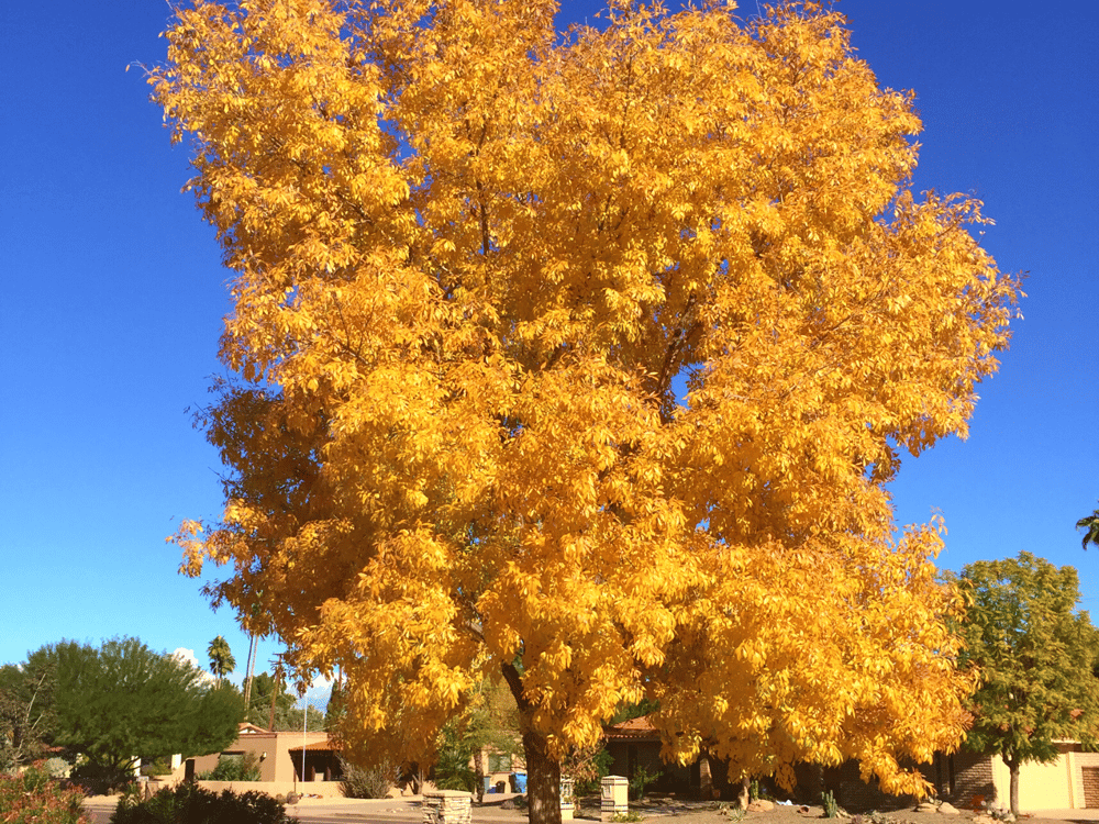 7 Best Fast-Growing Trees for Vibrant Fall Color in Arizona