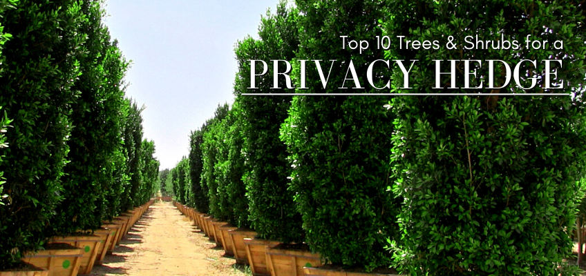 Top 10 trees & shrubs for a privacy hedge