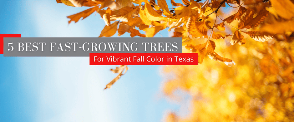 7 best fast growing trees for fall color header TX