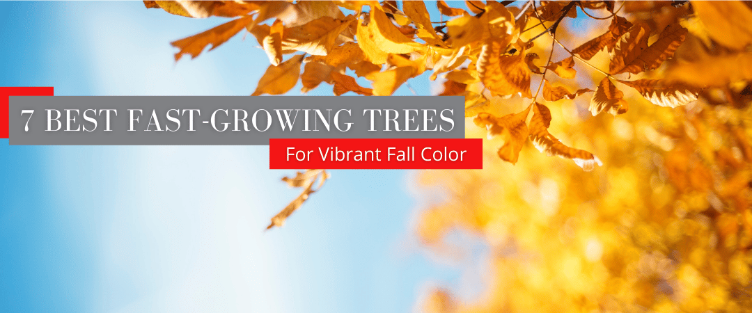7 Best Fast Growing Trees for Vibrant Fall Color