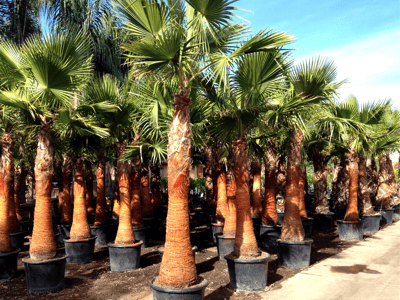 Shaved and Trimmed Mexican Fan Palm