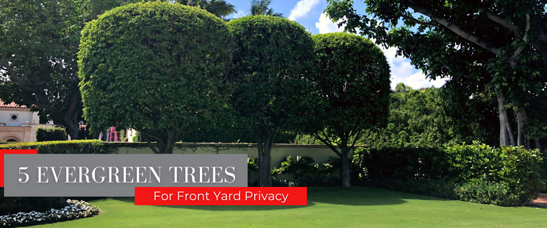 Front yard evergreen trees for privacy in the front yard