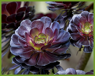 Aeonium-Purple-Queen.png