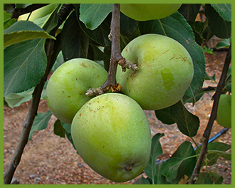 Apple-Tree.png Apple-Tree.png