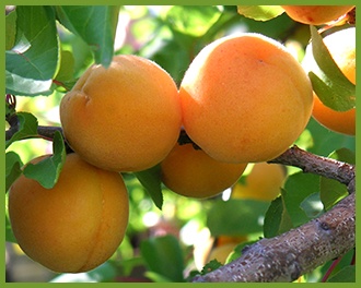 Apricot.jpg
