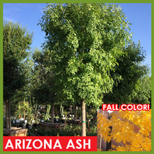 Arizona-Ash.png