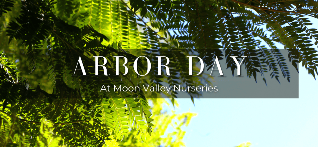 Arbor Day at moon valley nurseries