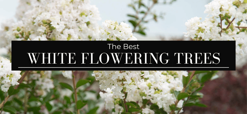 The Best White Flowering Trees