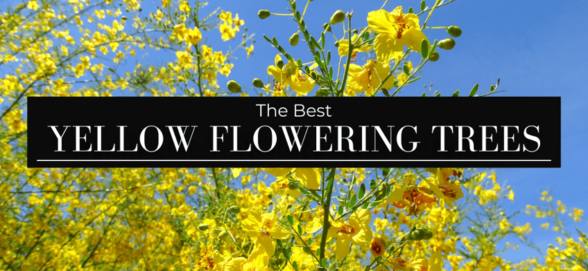 5 Best Yellow Flowering Trees