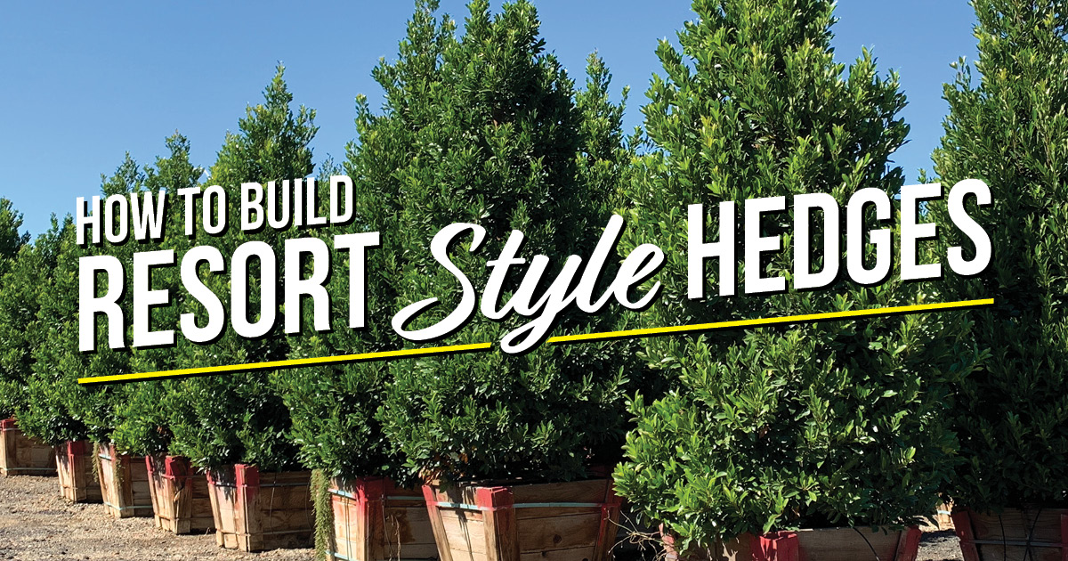 BLOG How to Build a Hollywood-style hedge NV