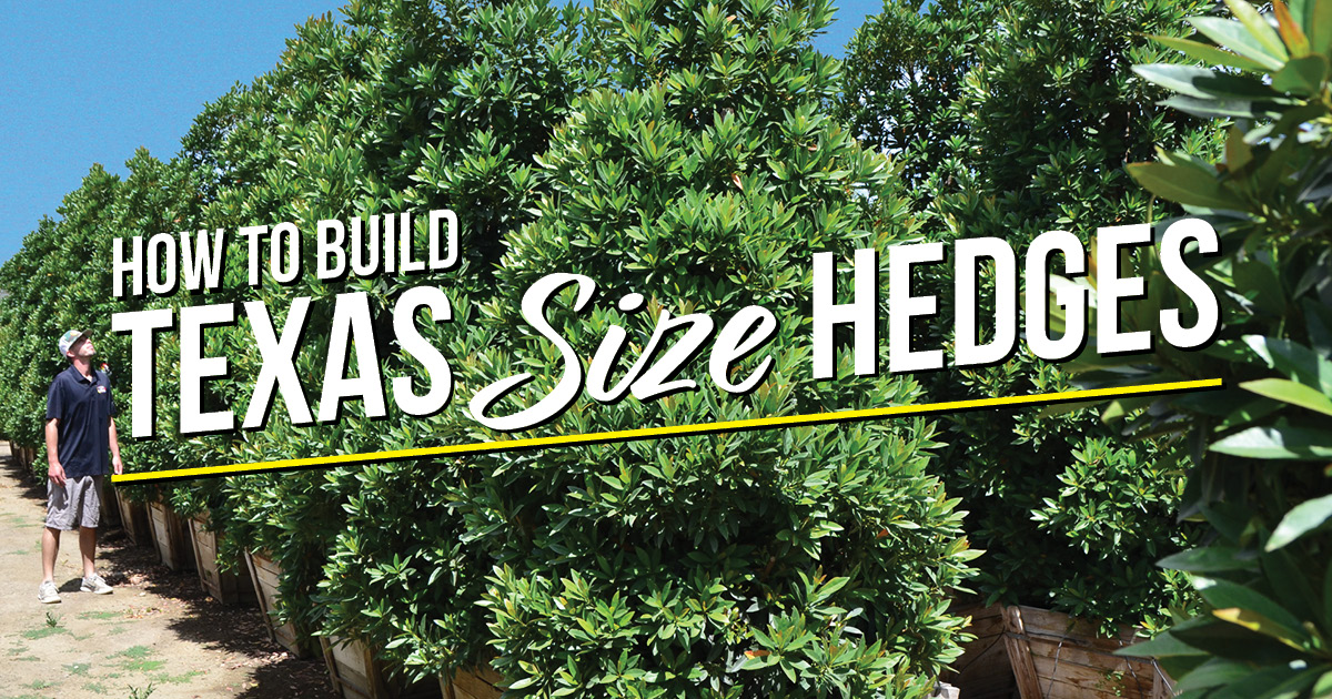 BLOG How to Build a Hollywood-style hedge TX