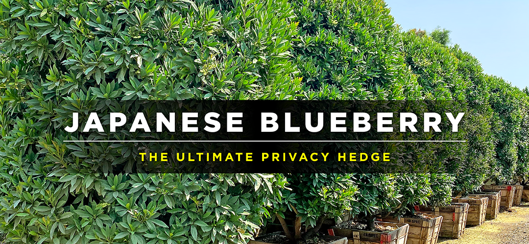 BLOG_1080x500 Japanese Blueberry (1)