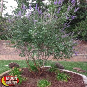 Vitex-in-Landscape-san diego moon valley nurseries