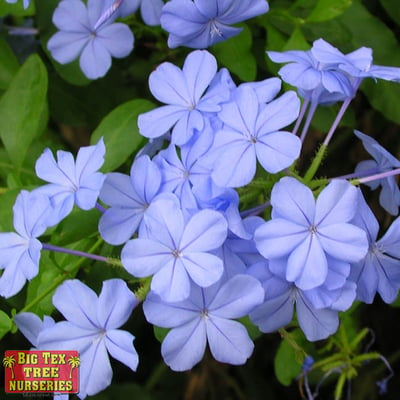 Plumbago