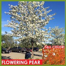 flowering-pear_1_orig