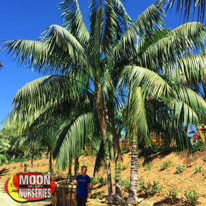 kentia palm, palm paradise san diego moon valley nurseries
