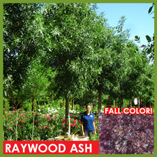 raywood-ash_1