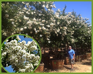 crape myrtle