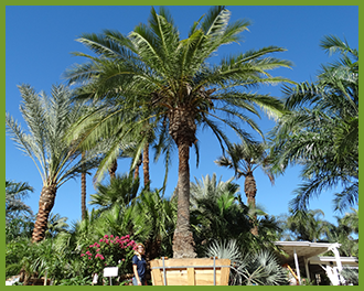 date palm date palm