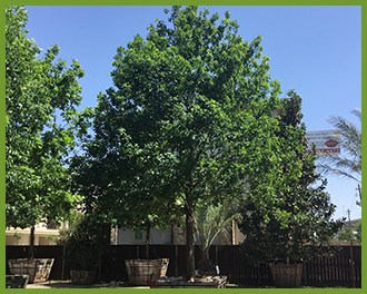 mexican oak, monterrey oak