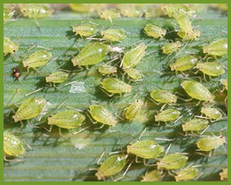 aphids