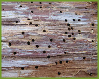 bark beetles