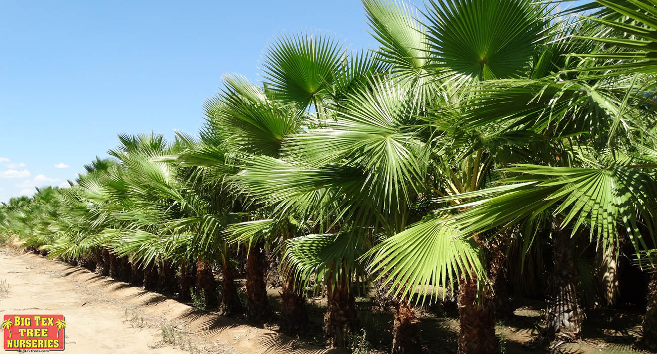 WHY NOW IS THE BEST TIME TO PLANT PALM TREES