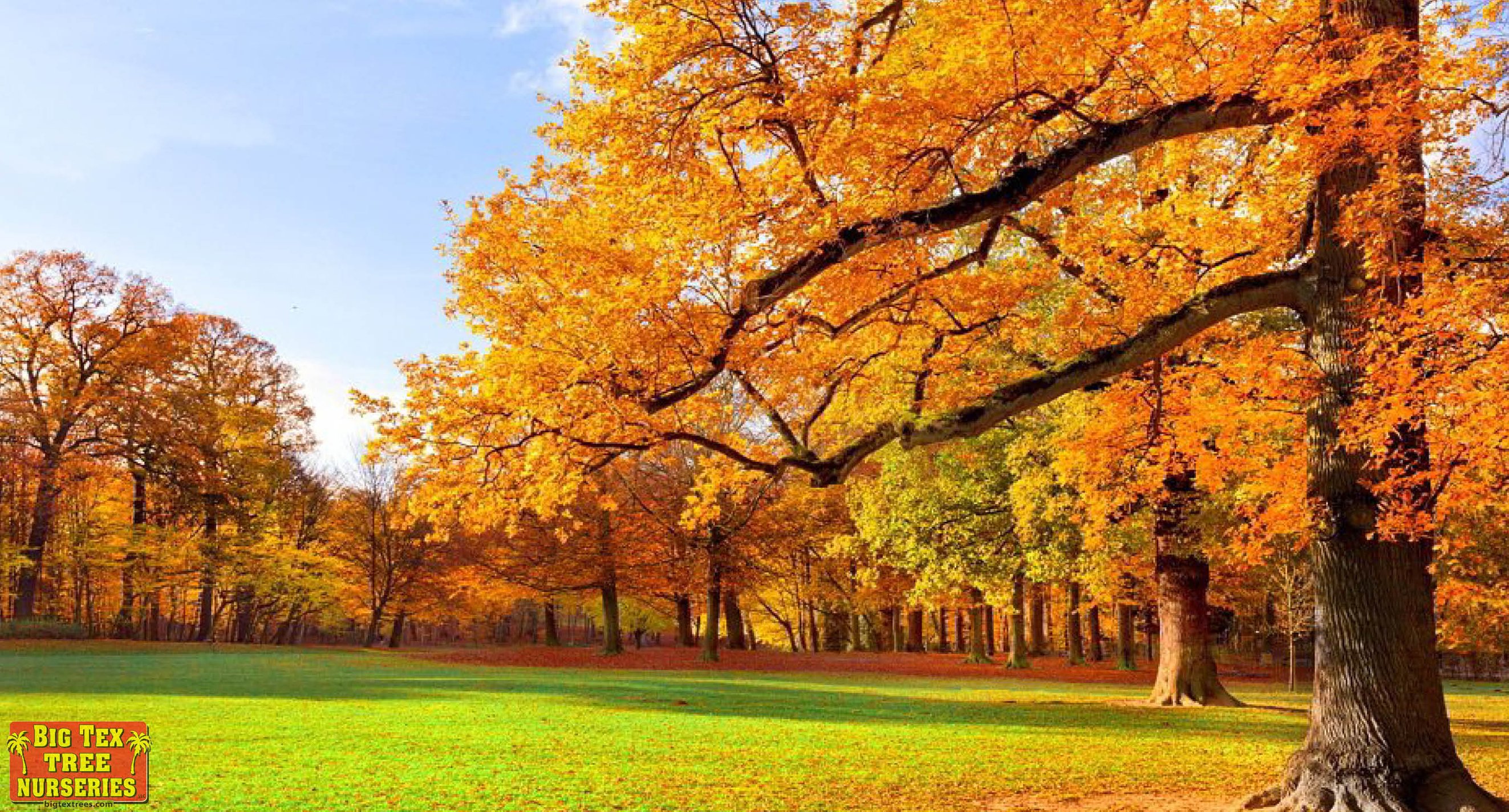 HOW TO FERTILIZE YOUR TREES AND PLANTS FOR FALL