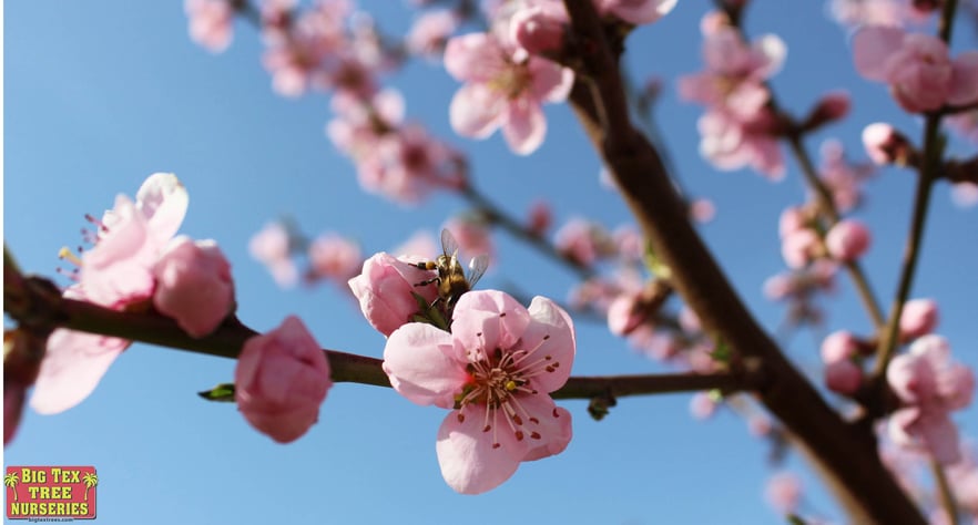 blog_main_pic_flowering_trees_neighborhood.jpg