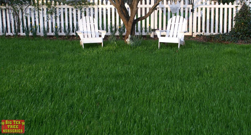 blog_main_pic_spring_lawn.jpg