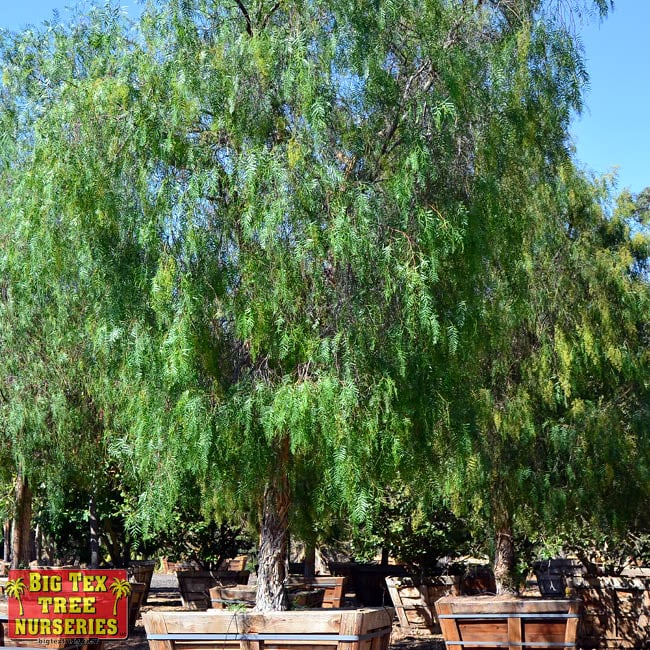 California Pepper Tree California Pepper Tree