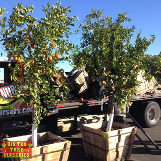 Citrus and Fruit Trees