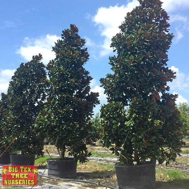 D.D. Blanchard Southern Magnolia D.D. Blanchard Southern Magnolia