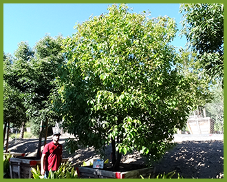 camphor camphor