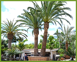 canary island date palm canary island date palm