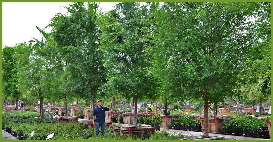 chinese-elm_orig.jpg