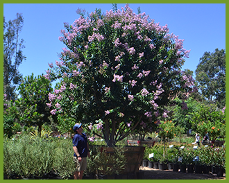 crape myrtle